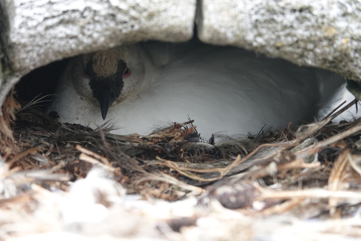 Black-faced Sheathbill - Vincent PERRIN