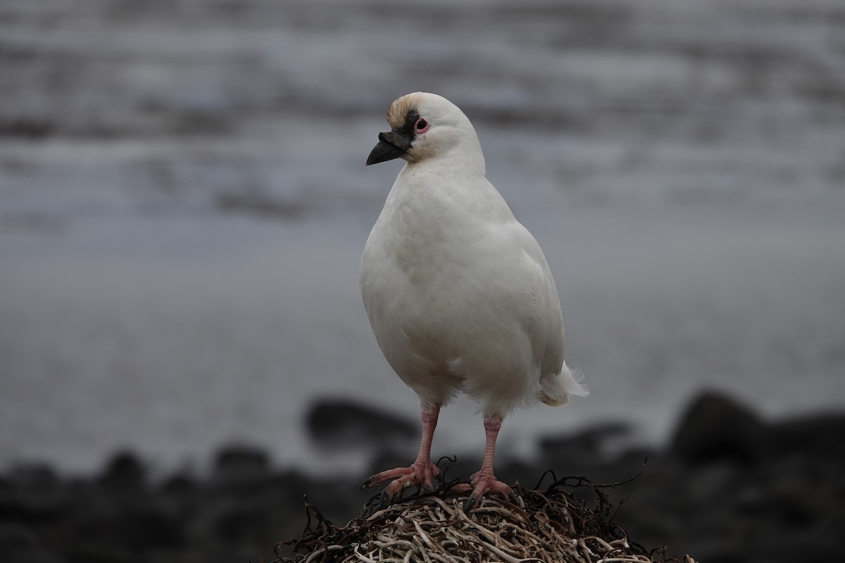 Black-faced Sheathbill - Vincent PERRIN