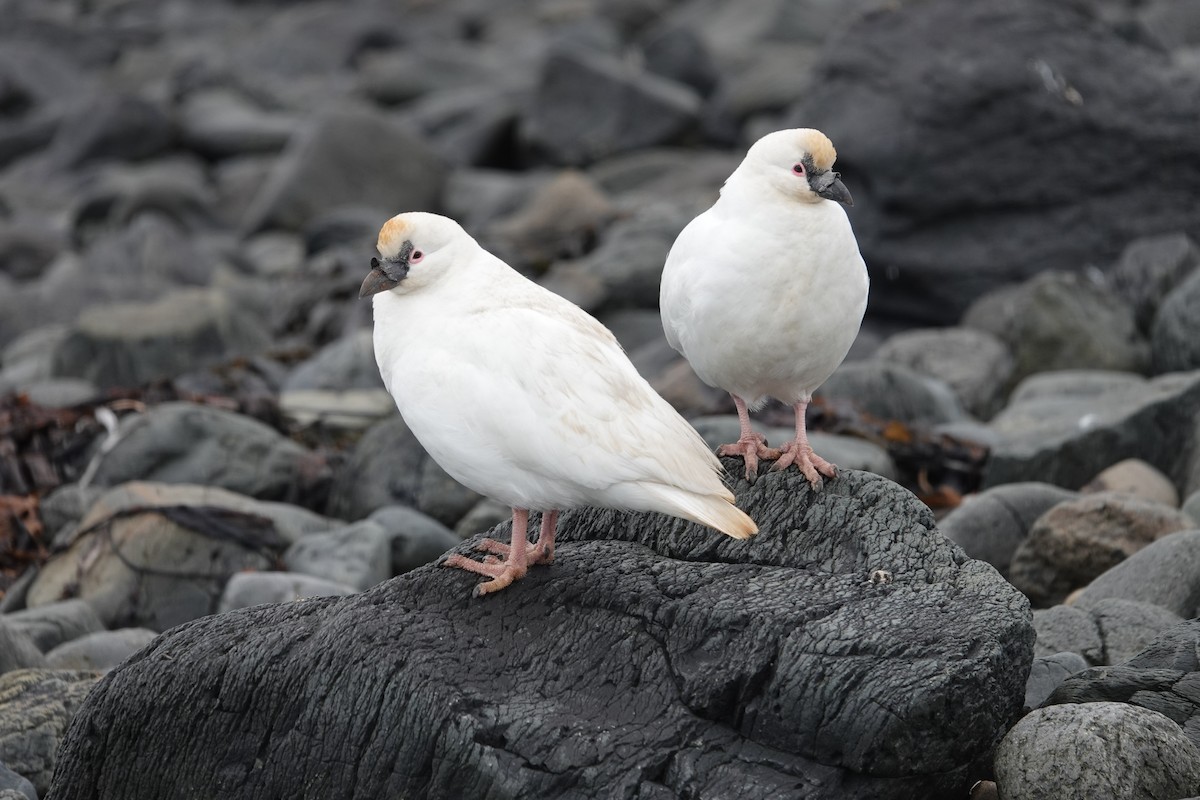 Black-faced Sheathbill - ML606293521