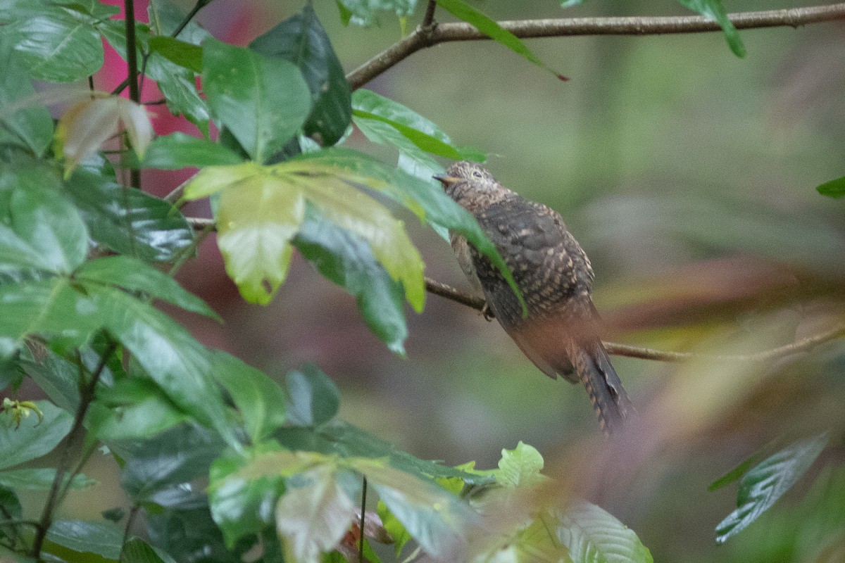 Brush Cuckoo (Sunda) - ML606294591