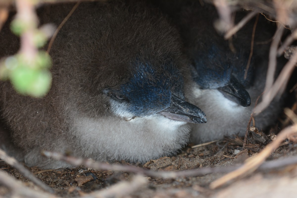 Little Penguin - Sabine Decamp