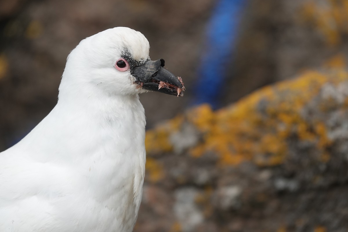 Black-faced Sheathbill - ML606295211