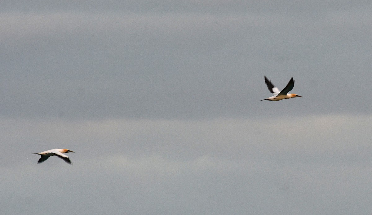 Australasian Gannet - ML606295291