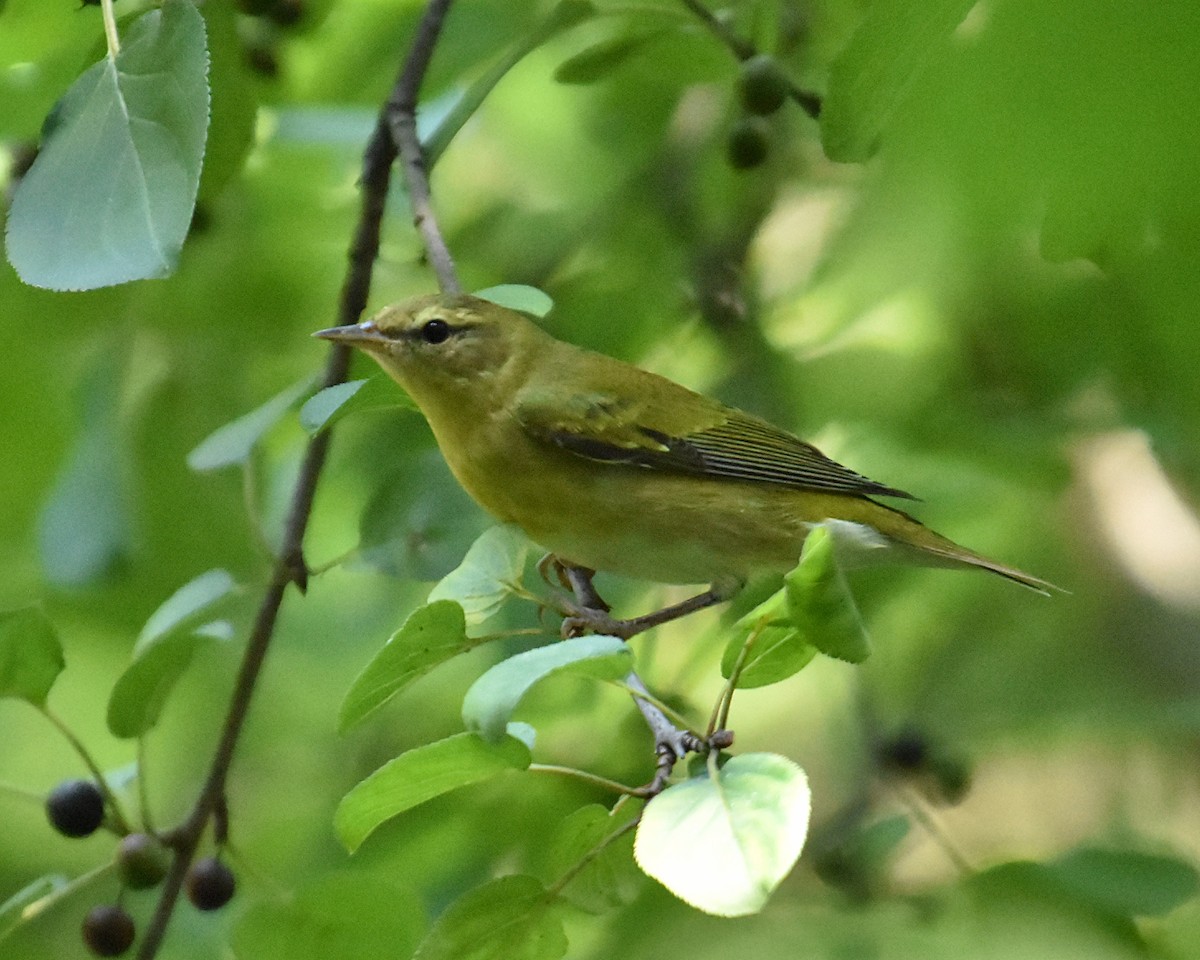 Tennessee Warbler - Brian Hicks