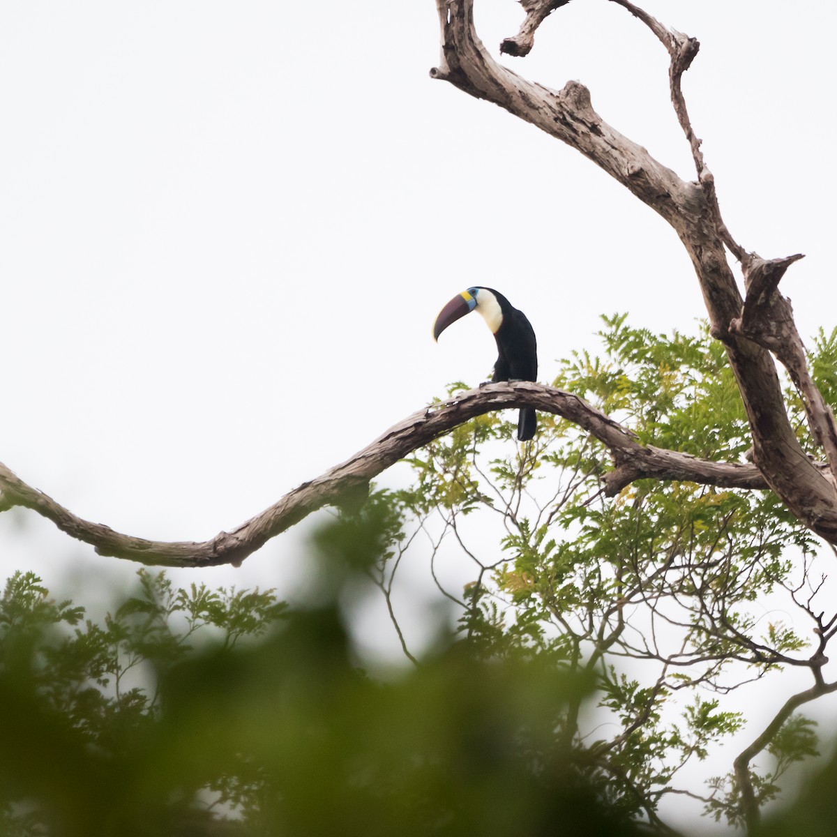 White-throated Toucan - ML606297641