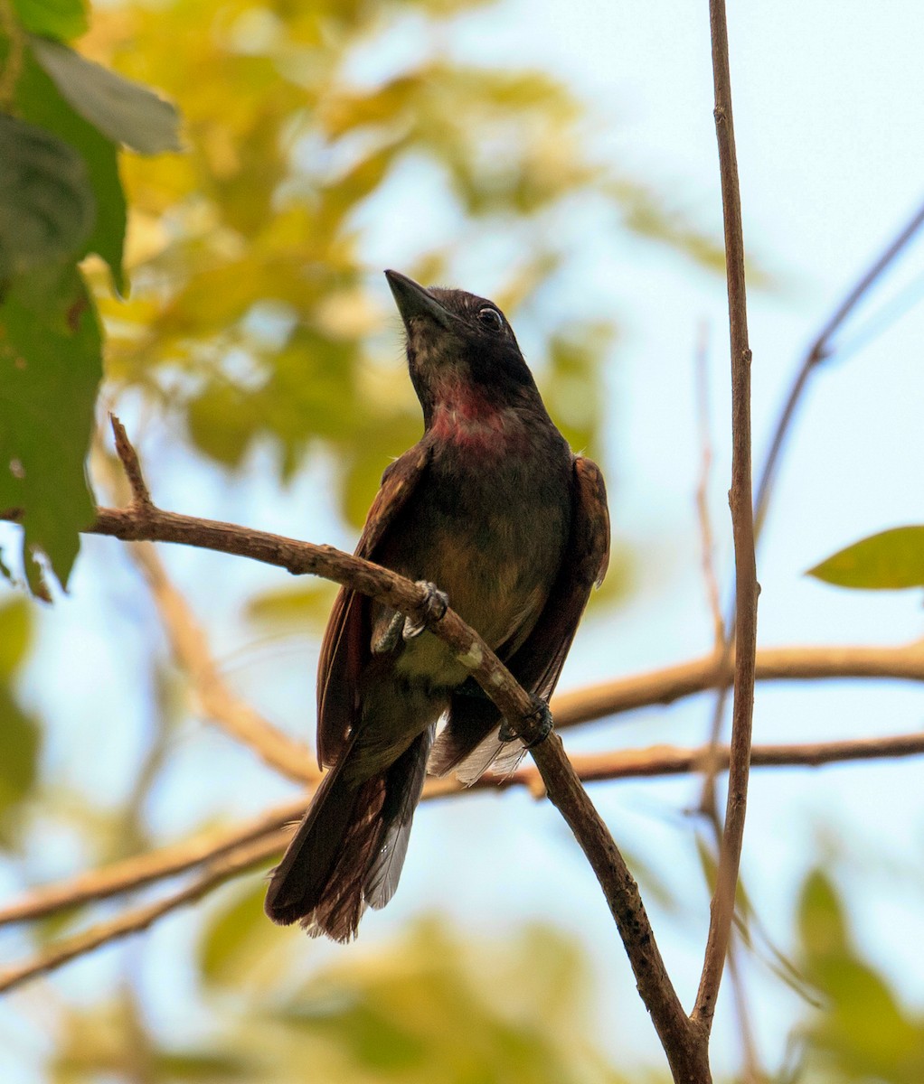 Rose-throated Becard - ML606297721