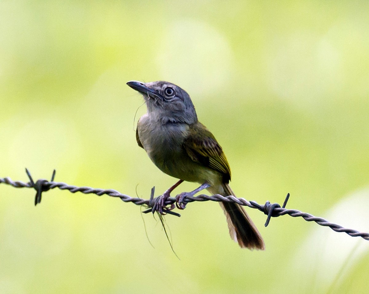 Yellow-olive Flatbill - Rolando Chávez