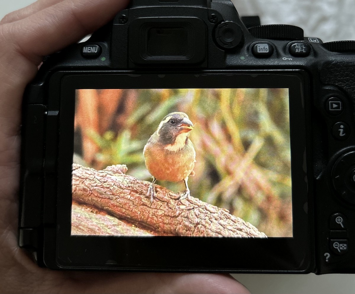 Saltator à bec orange - ML606297821