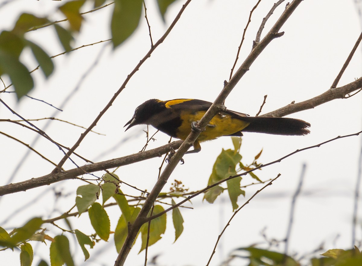 Black-cowled Oriole - ML606297851