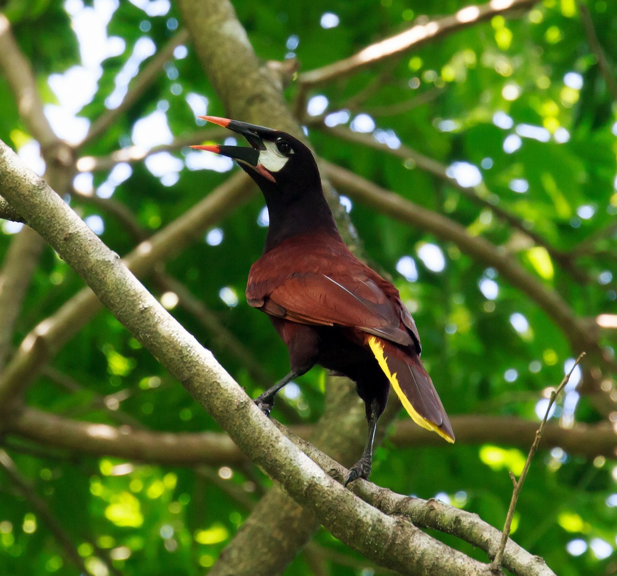 Montezuma Oropendola - Rolando Chávez