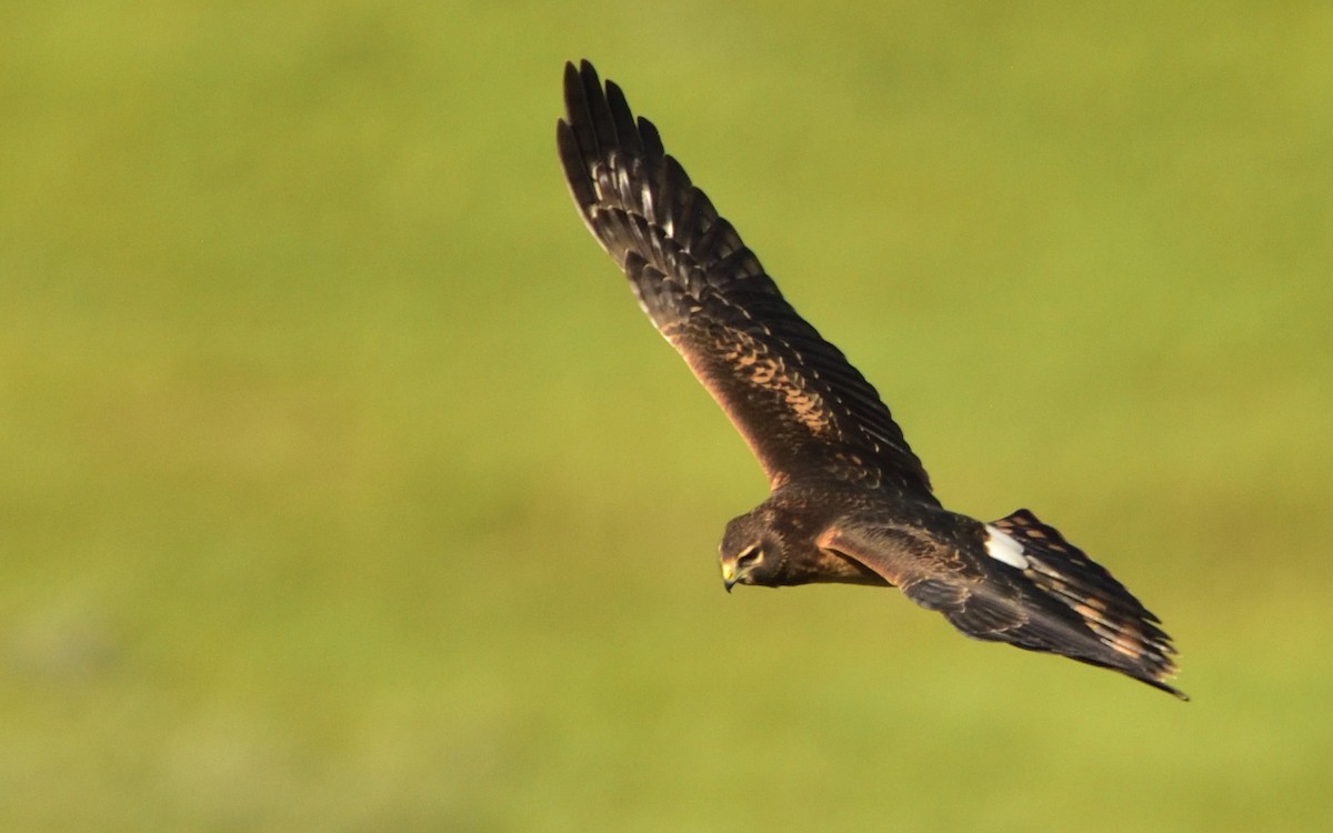 Northern Harrier - ML606298031