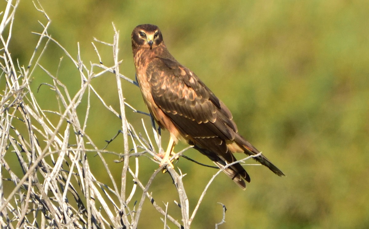 Northern Harrier - ML606298061