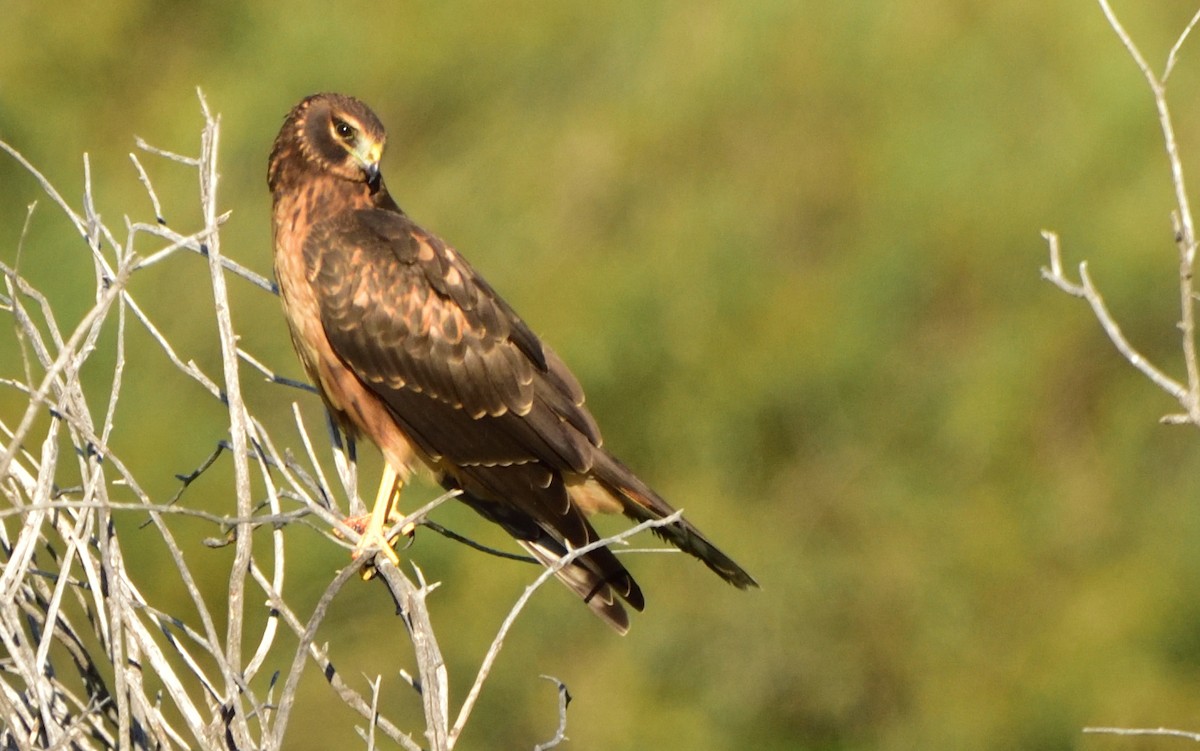 Northern Harrier - ML606298111