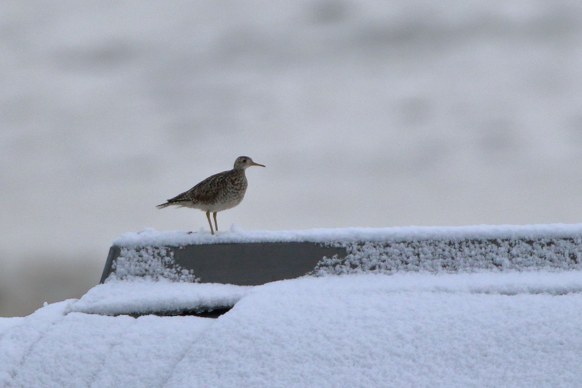 Upland Sandpiper - Seth Beaudreault