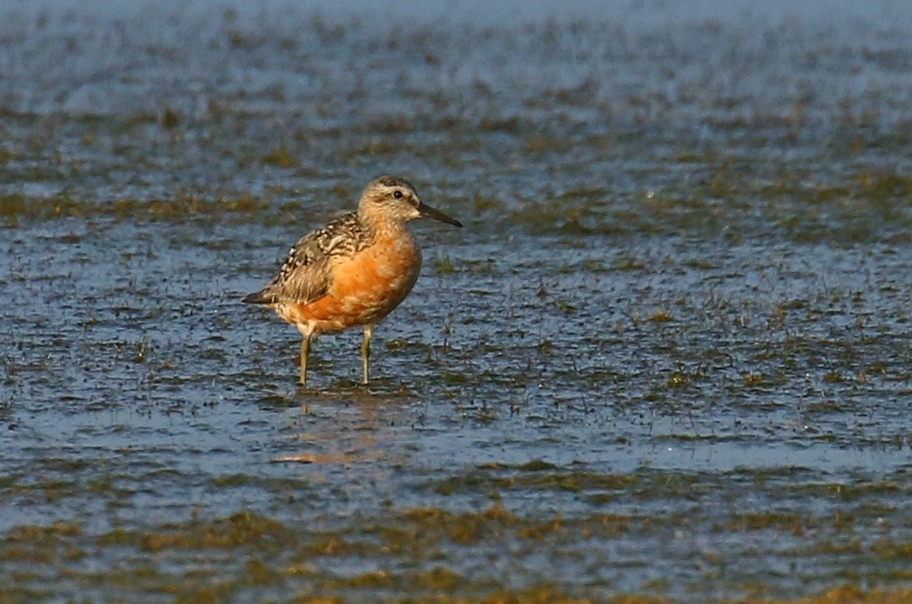 Red Knot - ML606298411