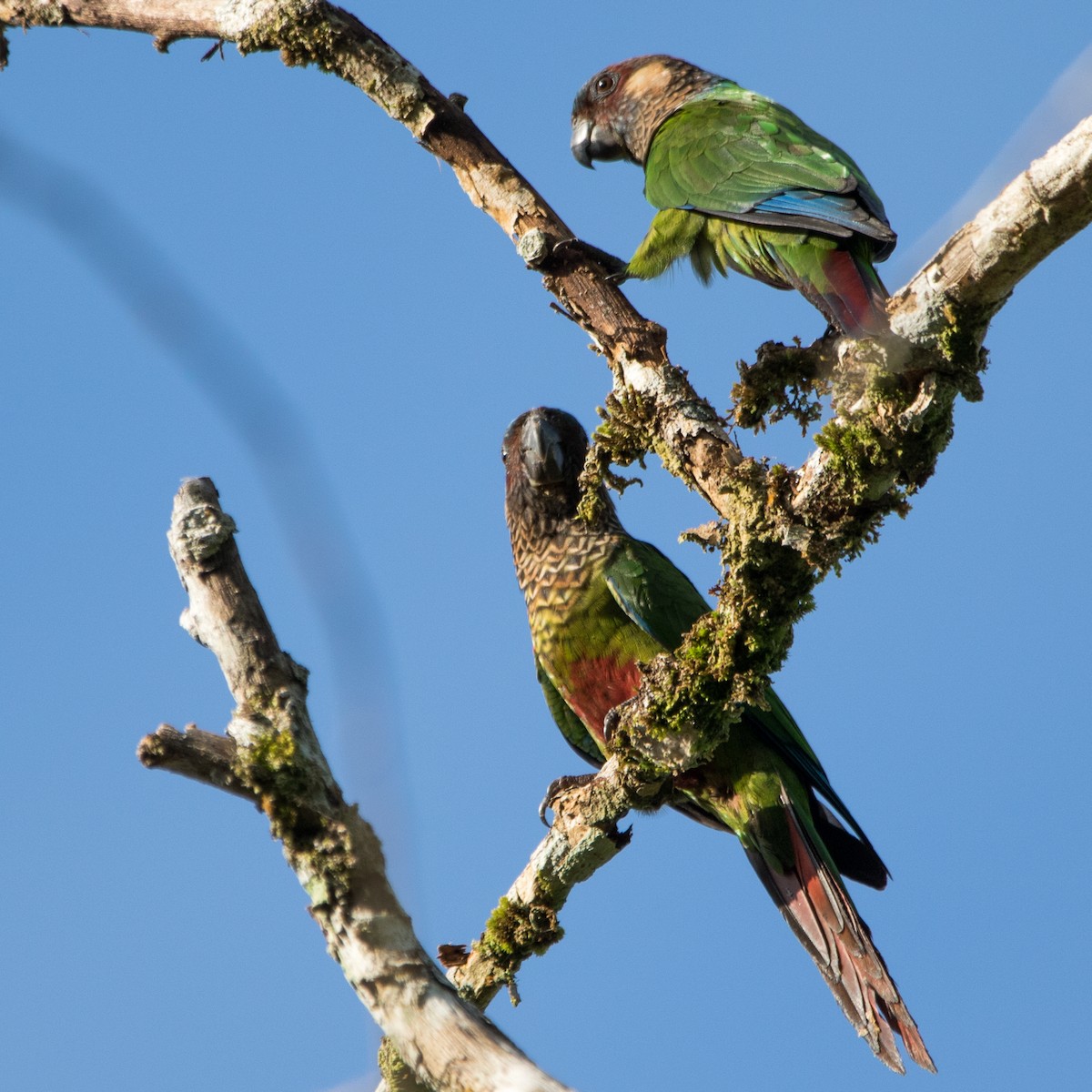 Painted Parakeet - ML606298731