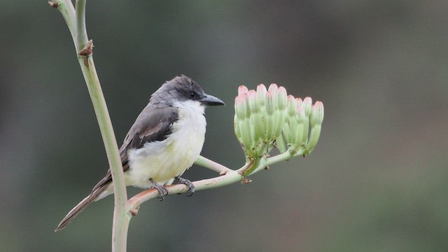 Dickschnabel-Königstyrann - ML606299221