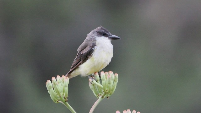 Dickschnabel-Königstyrann - ML606299471