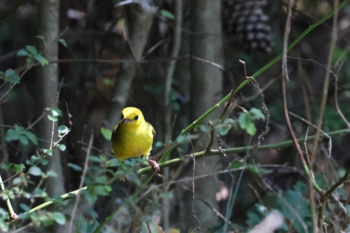 Hooded Warbler - ML606299671