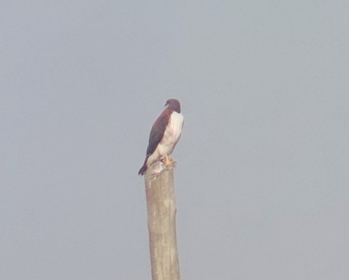 Variable Hawk (Red-backed) - ML606300411