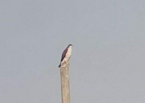 Variable Hawk (Red-backed) - ML606300421