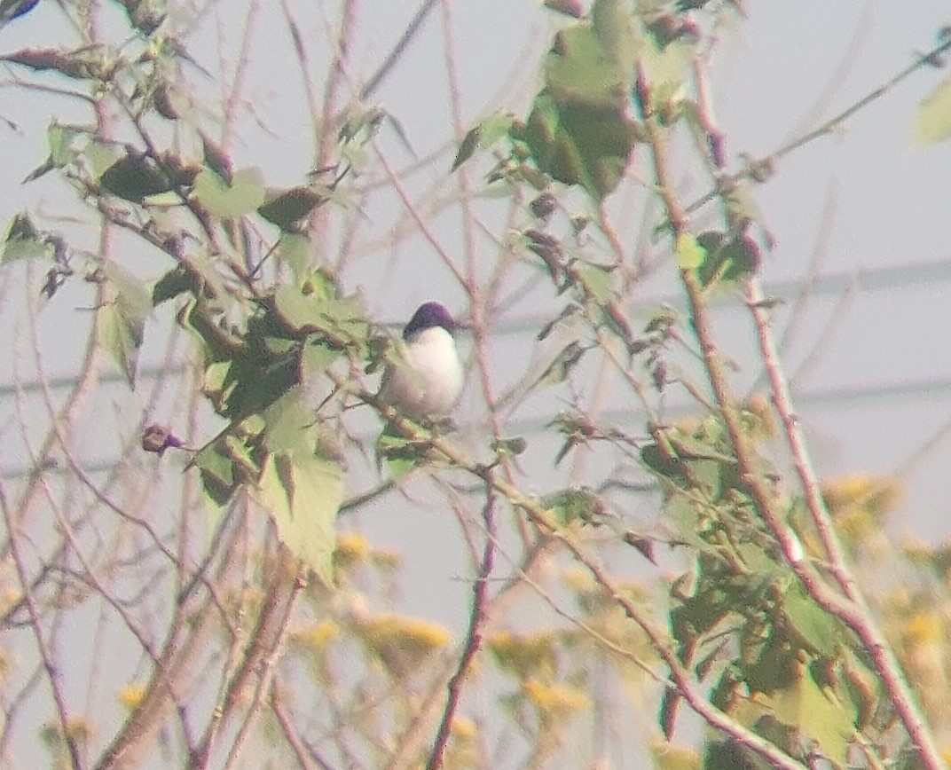 Black-capped Warbling Finch - ML606300461