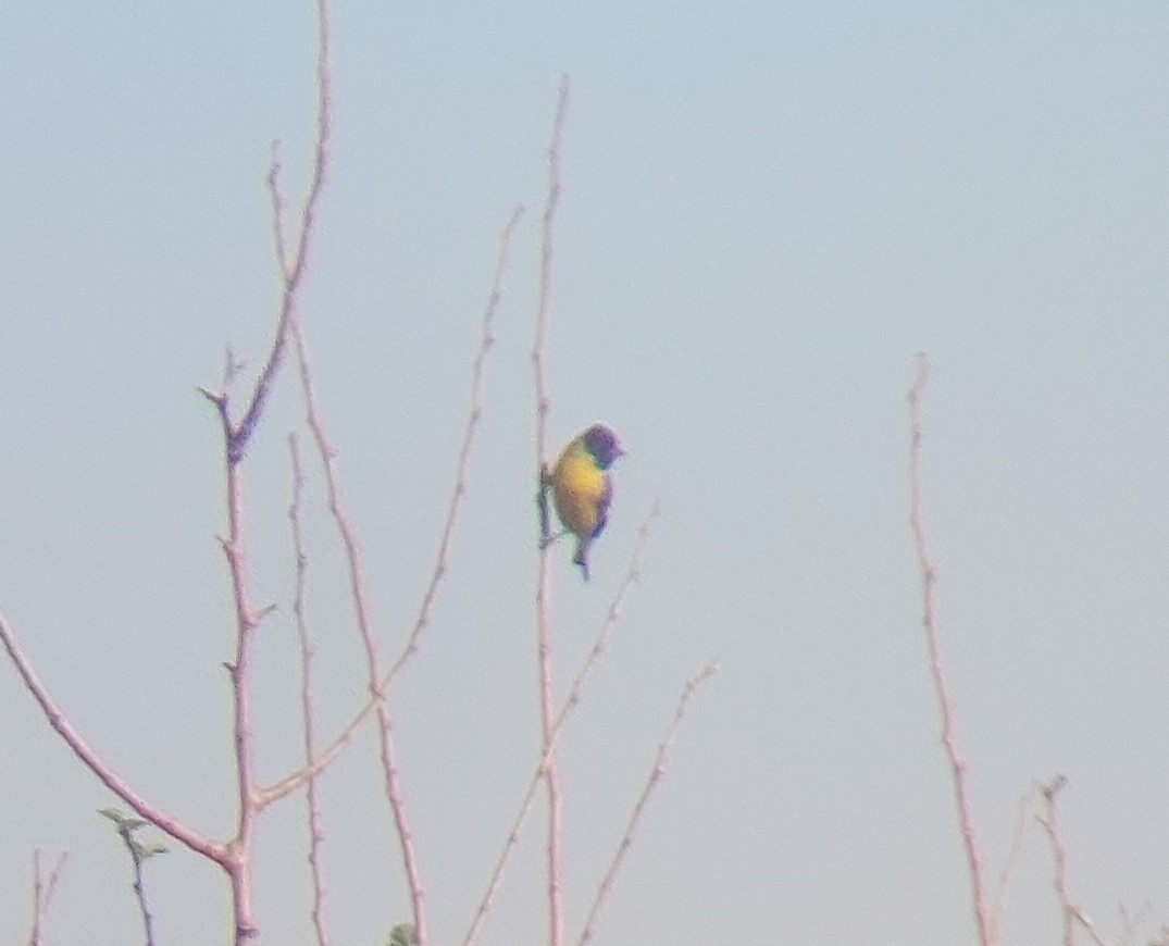 Hooded Siskin - ML606300481