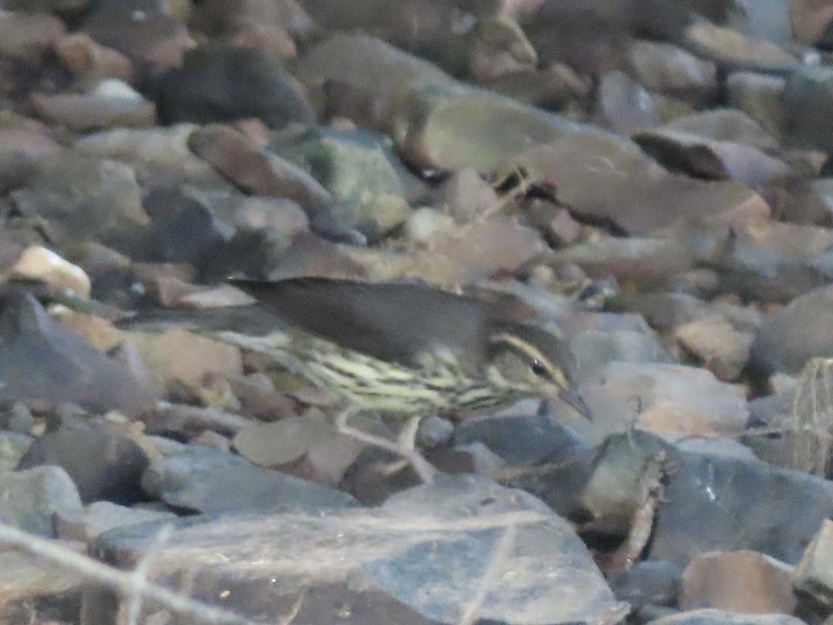Northern Waterthrush - ML606300671