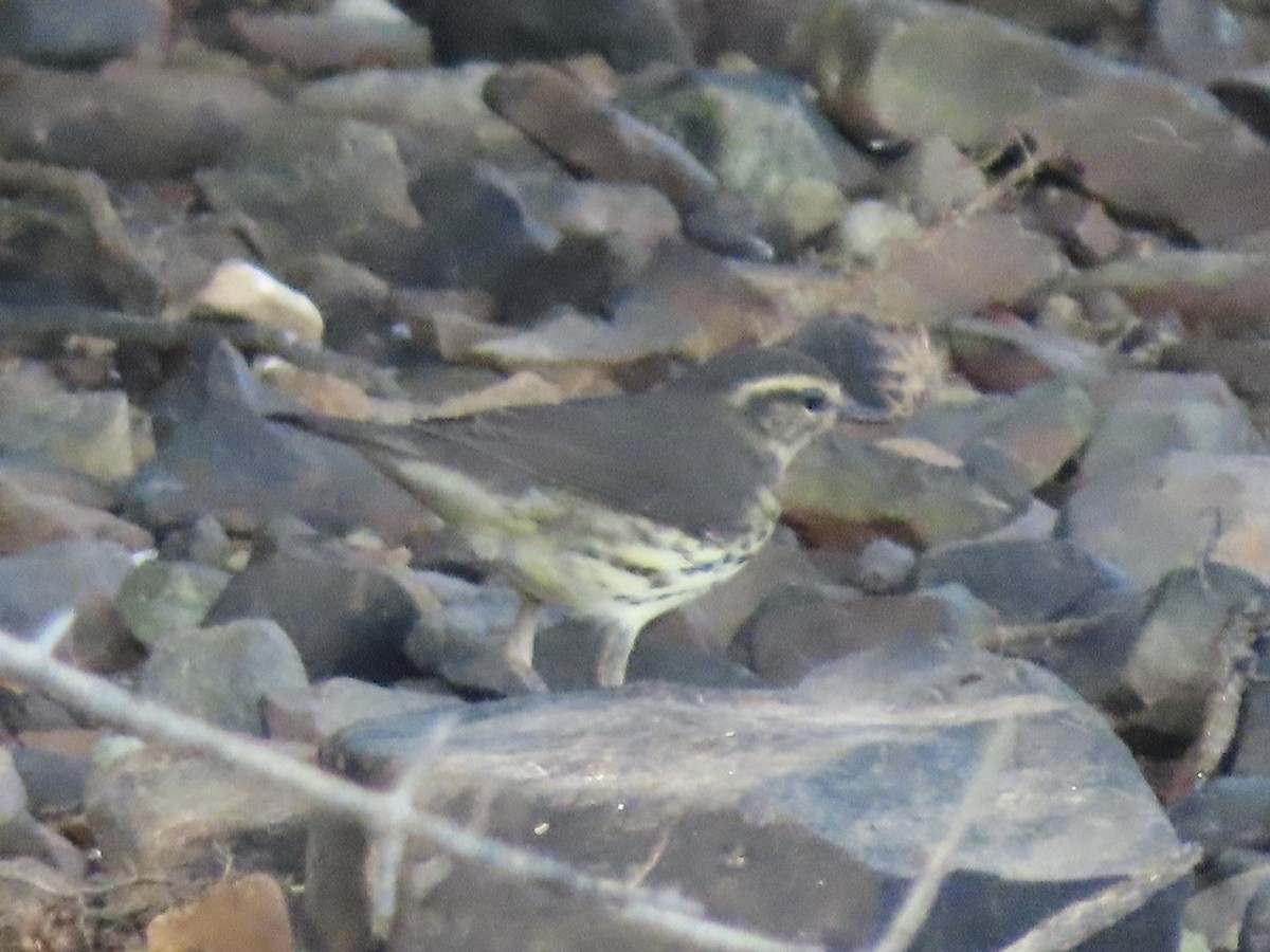 Northern Waterthrush - ML606300681