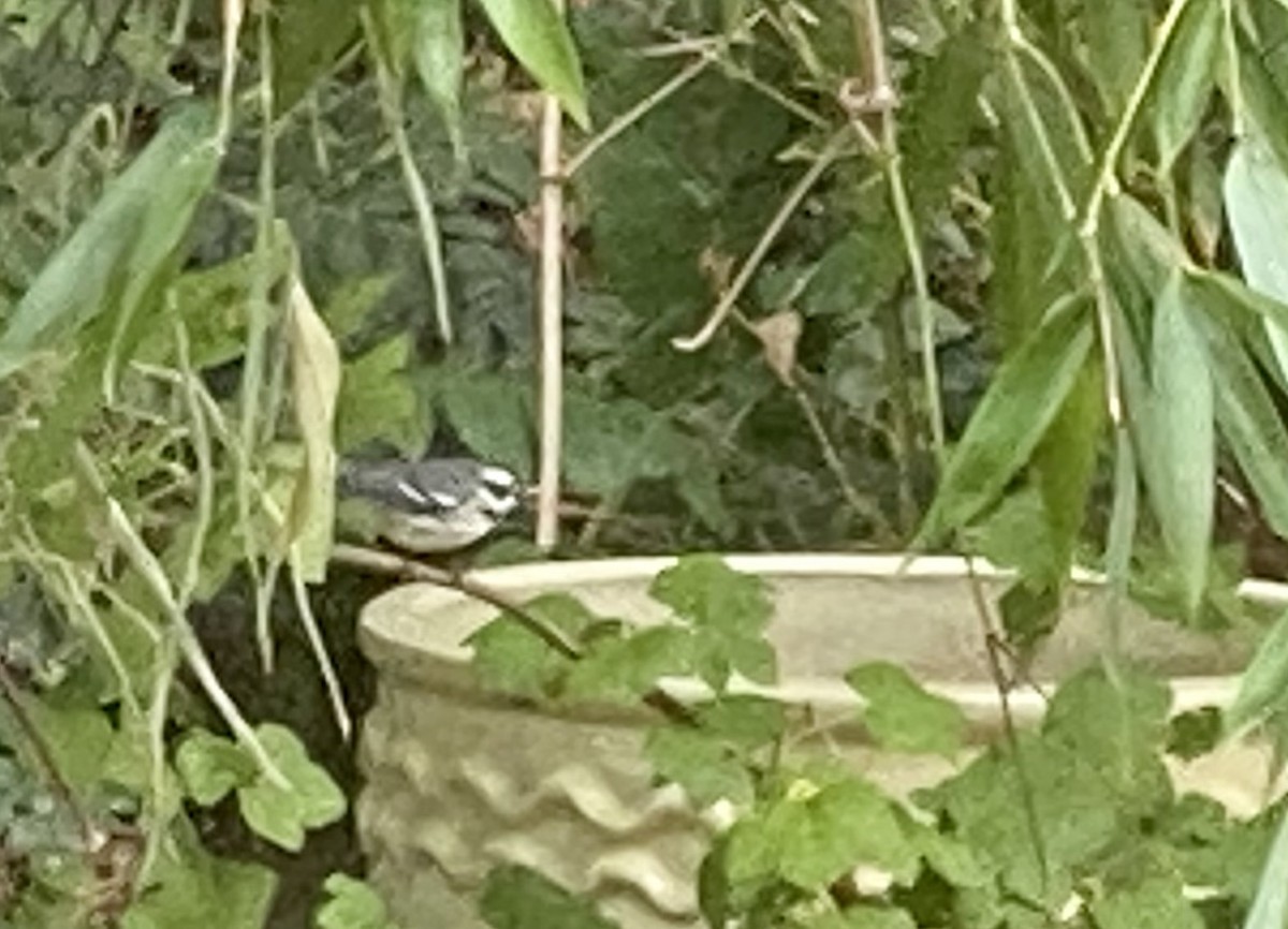Black-throated Gray Warbler - ML606301331