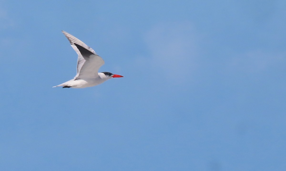 Caspian Tern - ML606301781