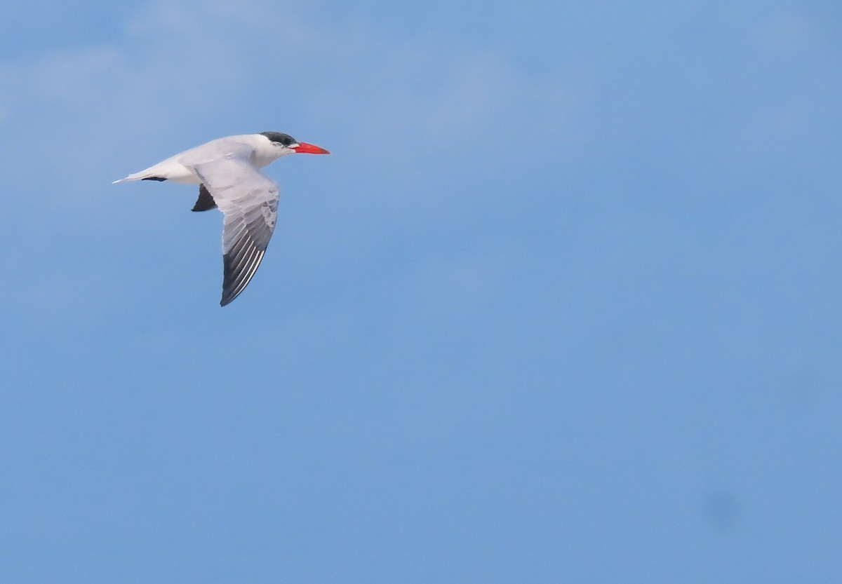 Caspian Tern - ML606301791