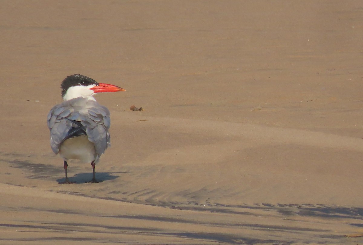 Caspian Tern - ML606301841