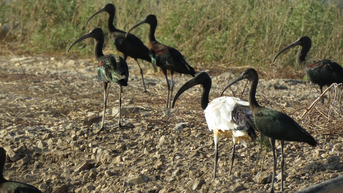 ibis posvátný - ML606302291