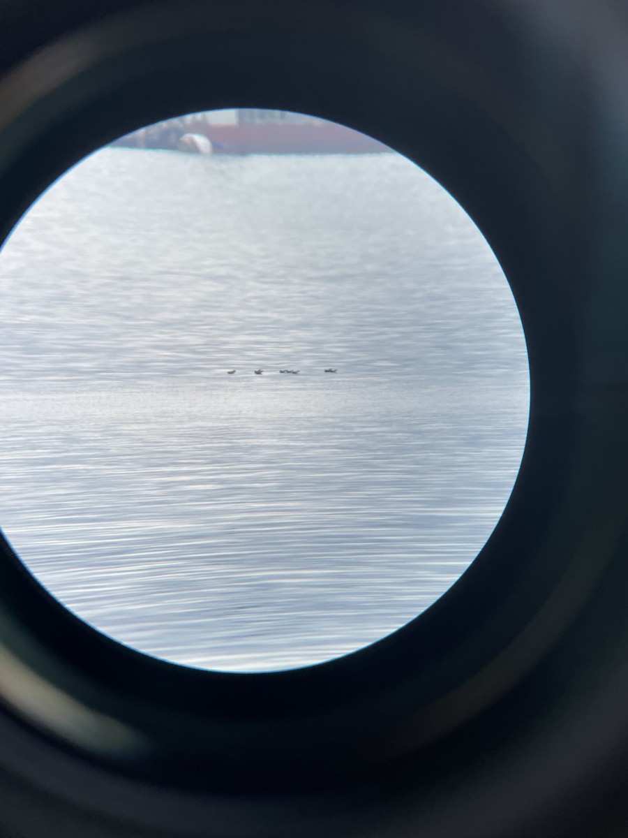 Least Storm-Petrel - ML606302401