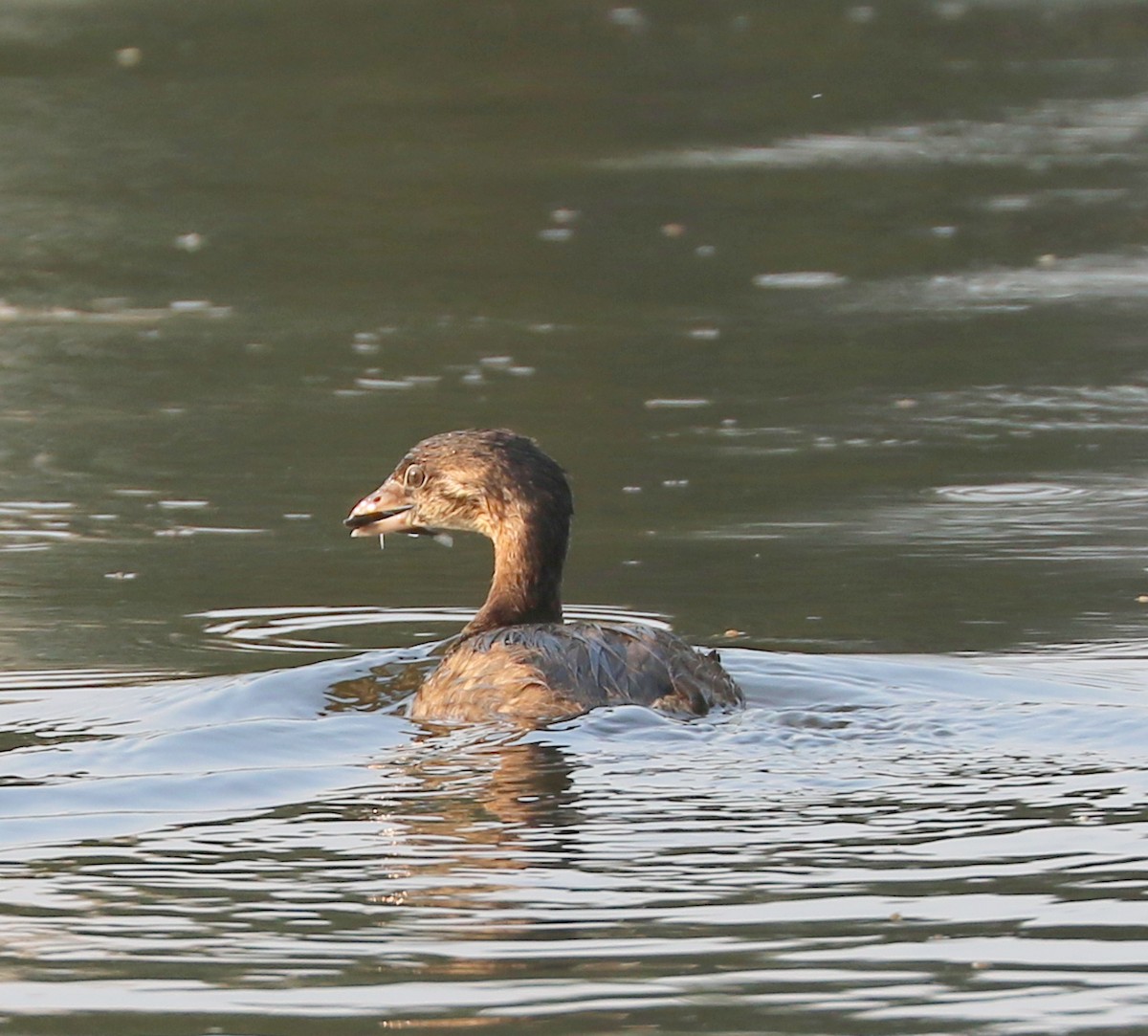 Pied-billed Grebe - ML606302691