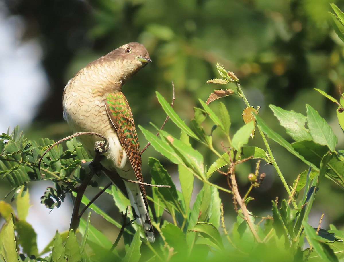 Klaas's Cuckoo - ML606302891