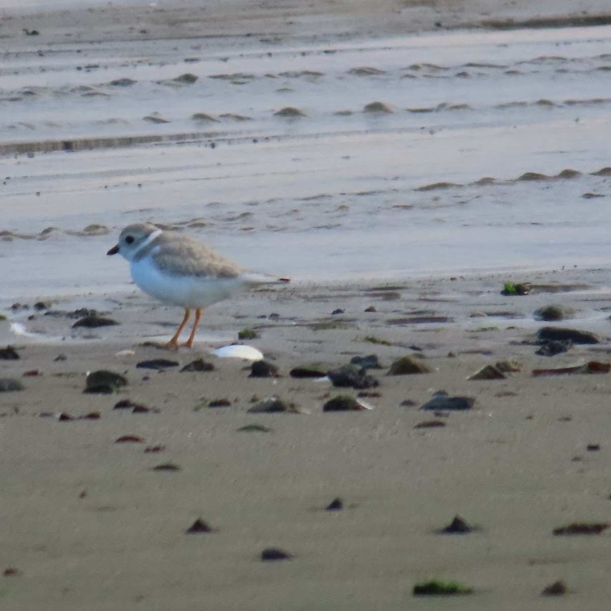 Piping Plover - ML606303231