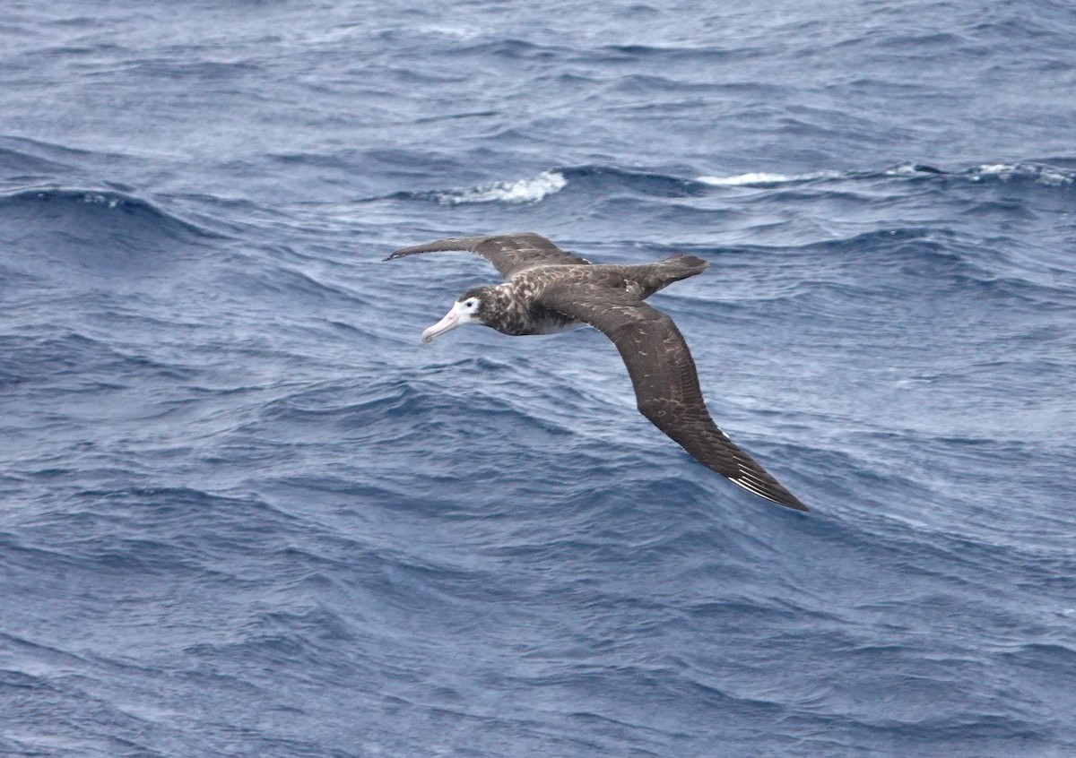 Amsterdam Albatross - ML606304271