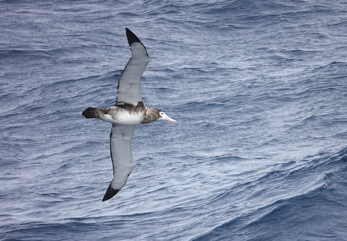 Amsterdam Albatross - ML606304301