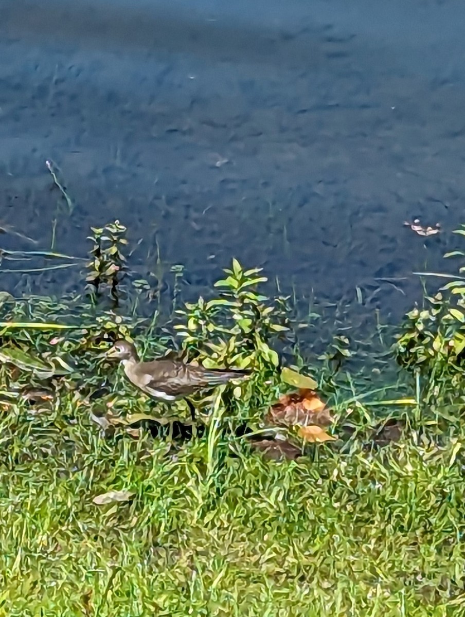 Spotted Sandpiper - ML606304751