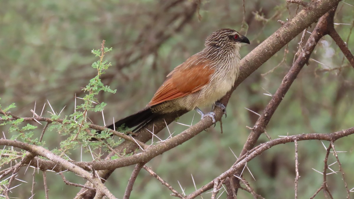 White-browed Coucal - Becky Flanigan