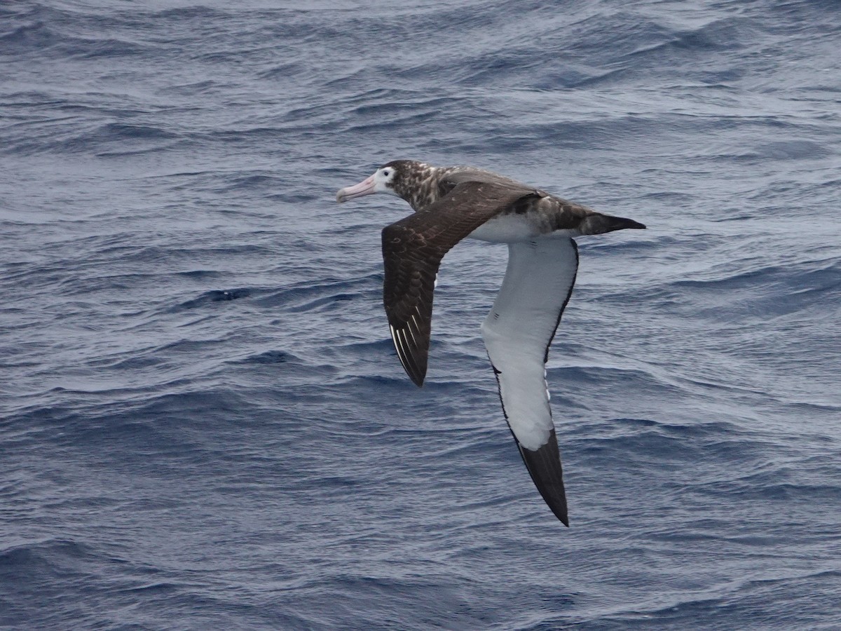 Amsterdam Albatross - ML606305561