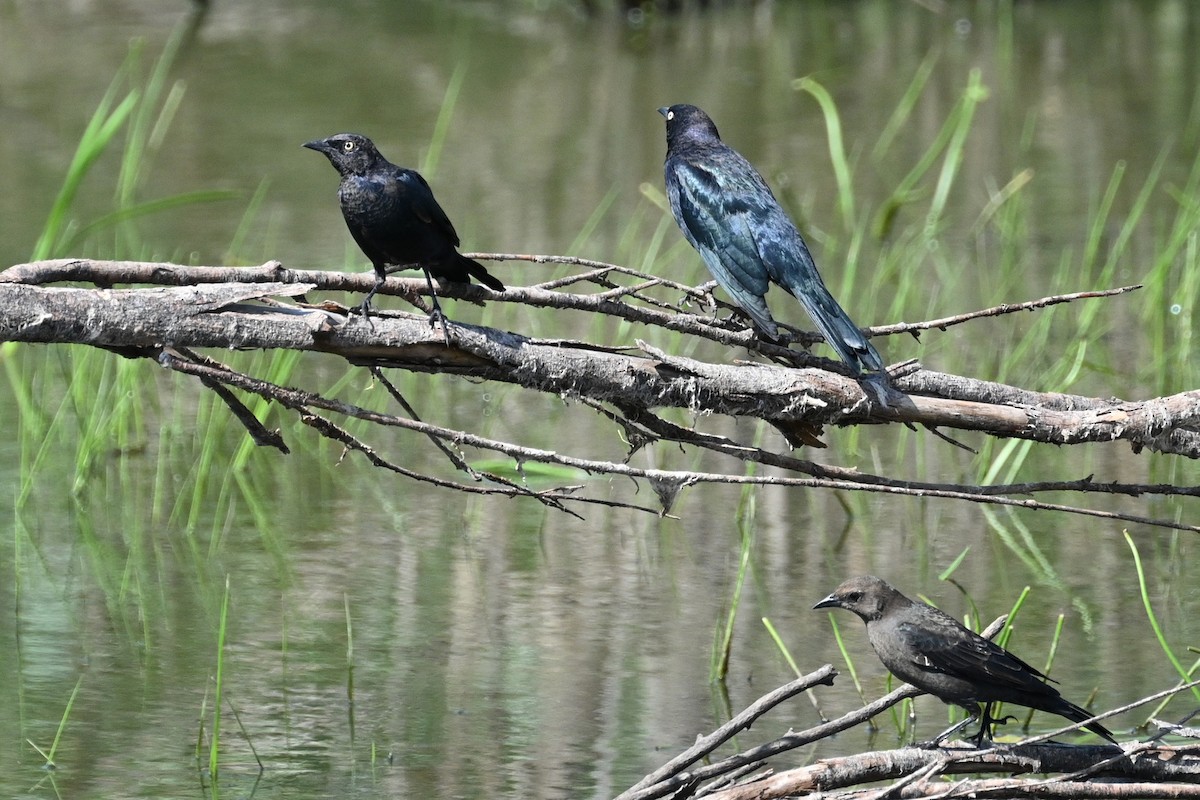 Brewer's Blackbird - ML606306241