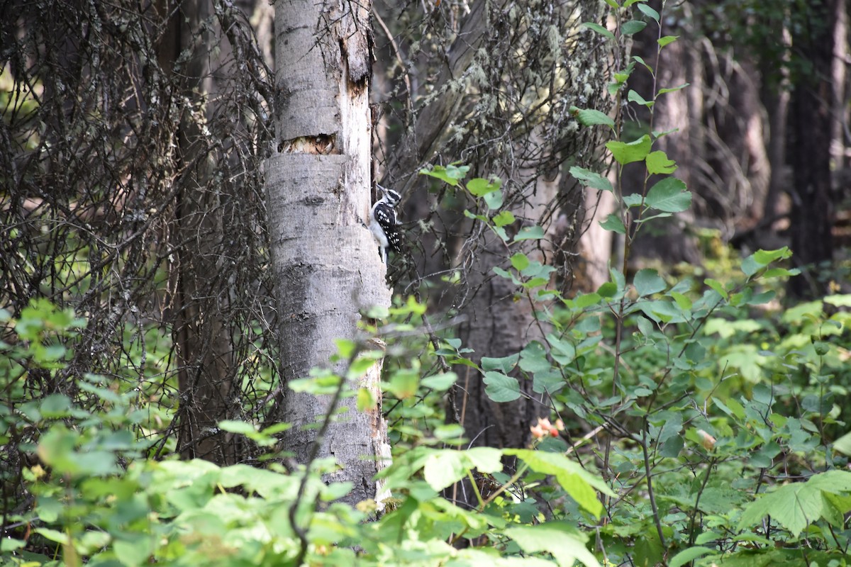 Hairy Woodpecker - ML606307501