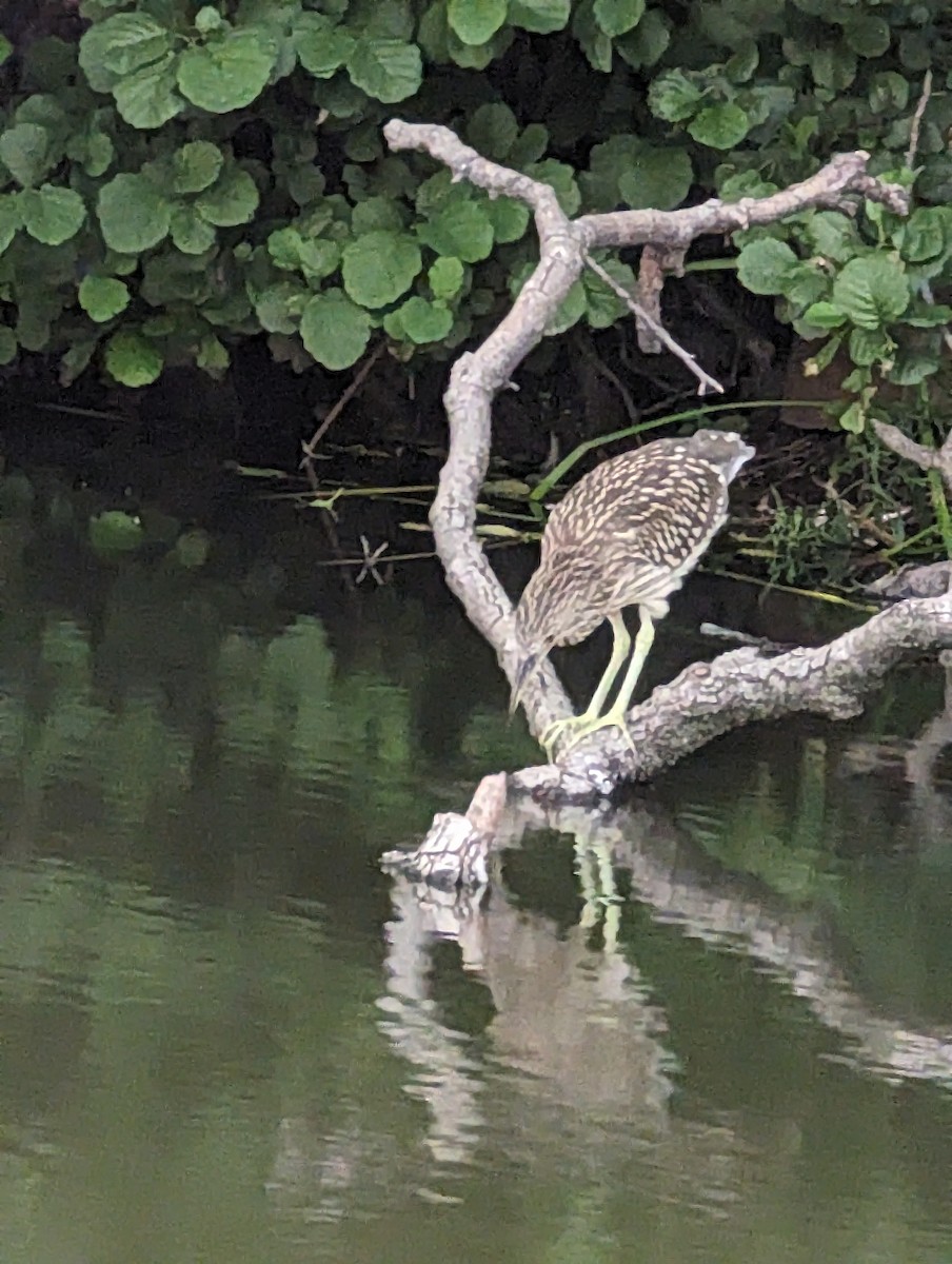 Black-crowned Night Heron - ML606307911