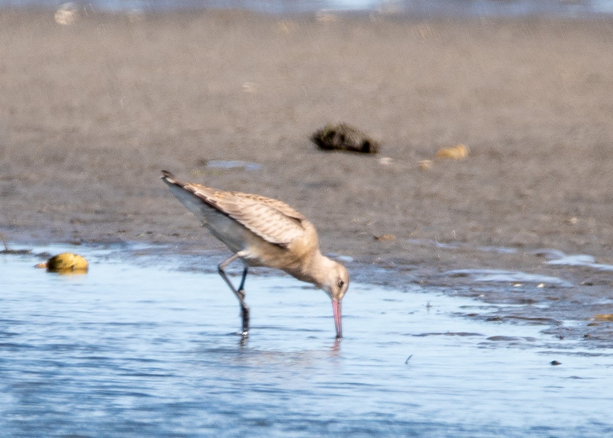 Hudsonian Godwit - Dennis Elder