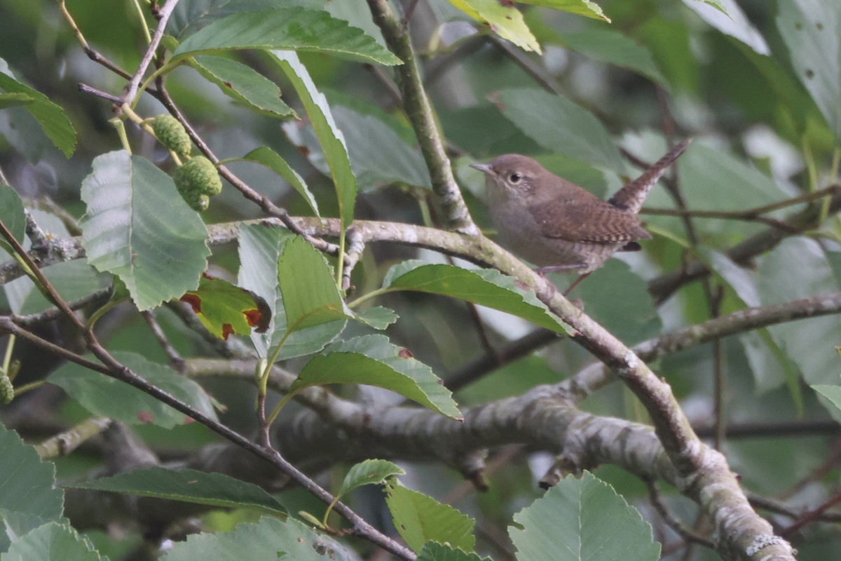 House Wren - Liam Hutcheson