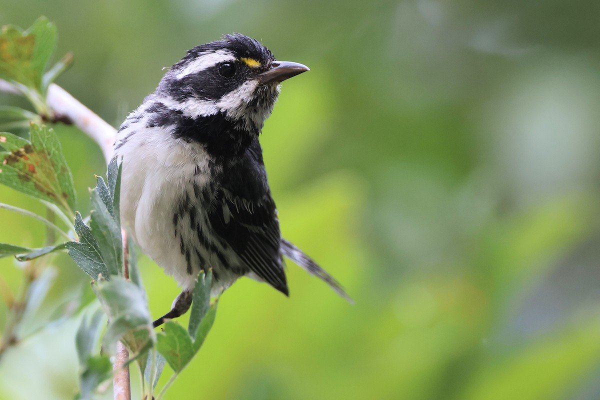 Black-throated Gray Warbler - Liam Hutcheson