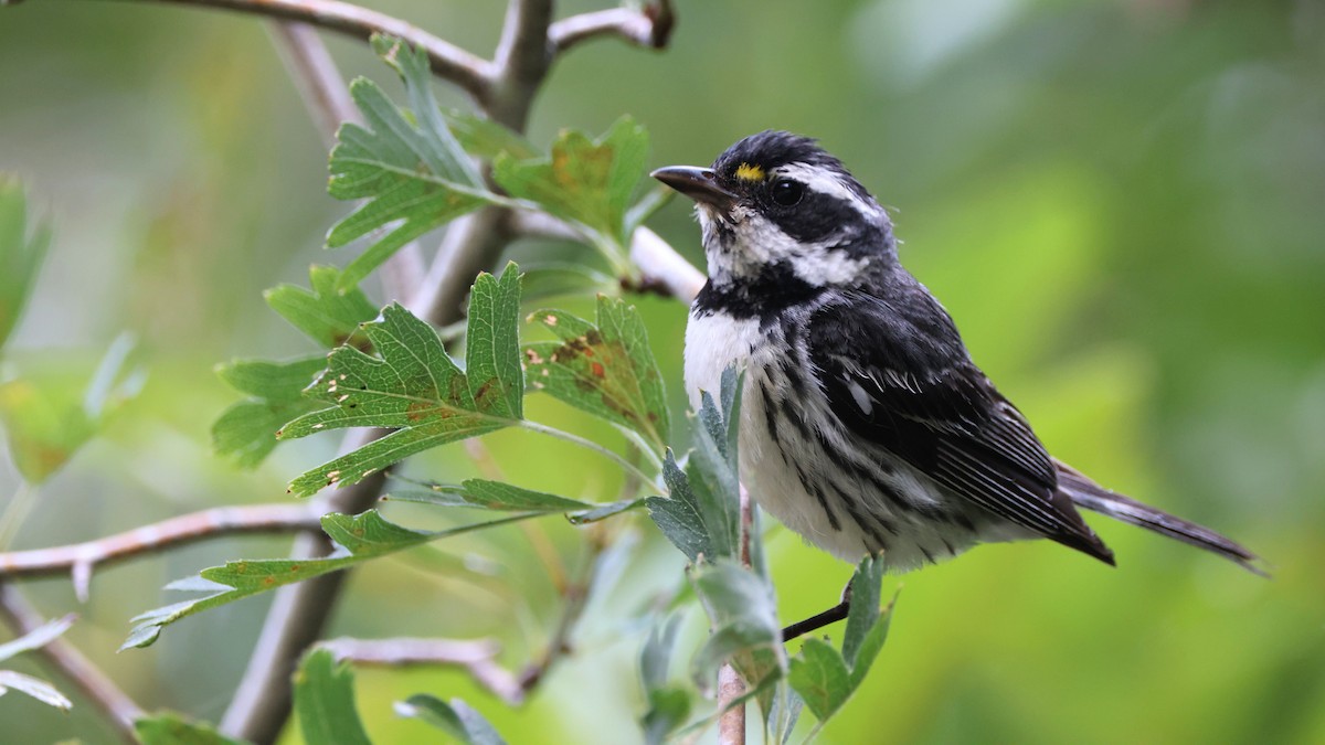 Black-throated Gray Warbler - ML606308761